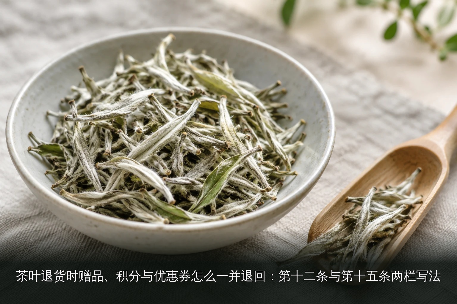 主题配图｜白茶芽叶主题